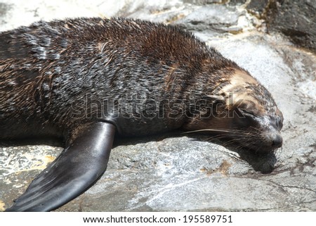 An image of Cape fur seal