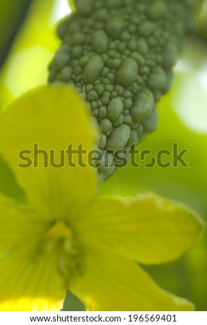 Yellow flower and fruit of bitter gourd
