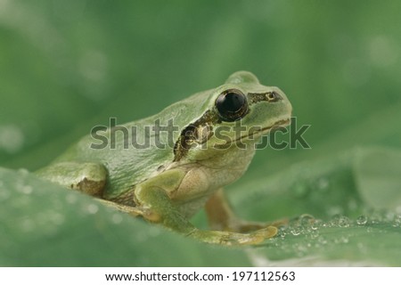 An Image of Japanese Tree Frog