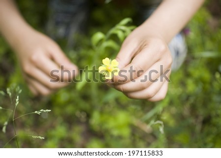 A Child\'S Hands And Wild Flowers