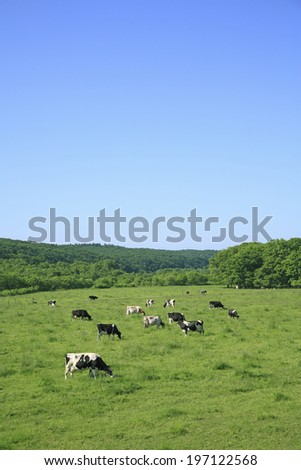 Cattle In Grazing Land