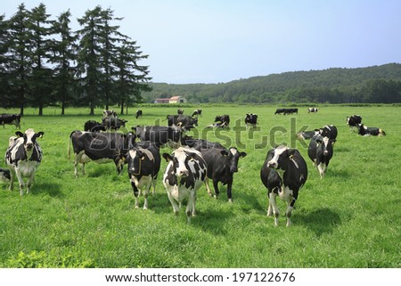 Cattle In Grazing Land