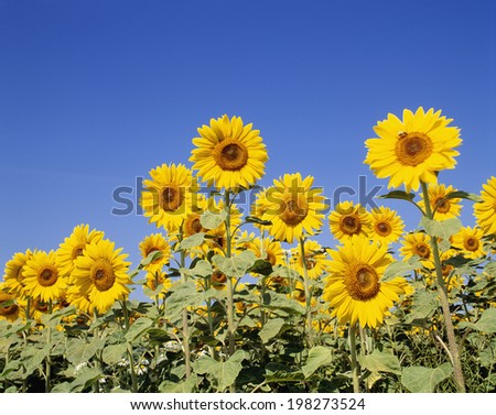 An Image of Sunflower Field
