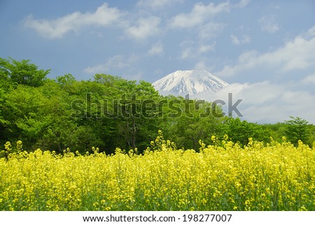 Mountain Fuji And Flower
