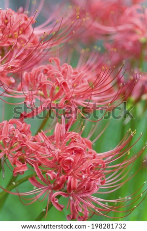 An Image of Red Spider Lily