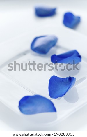 An Image of Blue Rose Petals