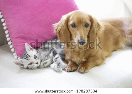 An Image of Dog And Cat