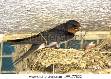 Swallow Family And Swallow\'S Nest Under The Roof