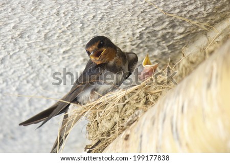 Swallow Family And Swallow\'S Nest Under The Roof