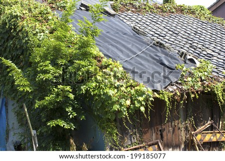 Deserted House Entangled With Ivy