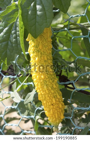 Yellow Bitter Gourd Of The Urban Farm