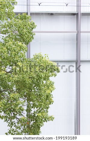 Street Trees And The Outer Wall Of The Office Building