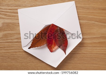 Dead Leaf In The White Envelope