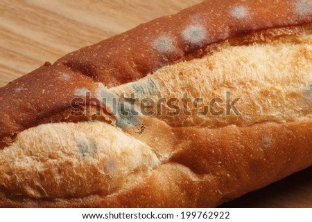 Mold On The Bread