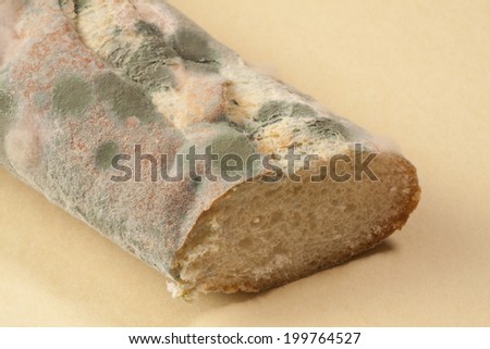 Mold On The Bread