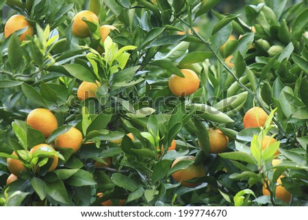 An Image of Mandarin Orange Field
