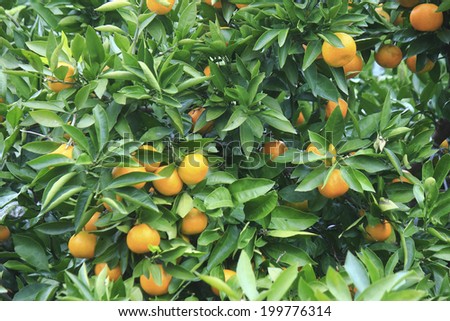 An Image of Mandarin Orange Field