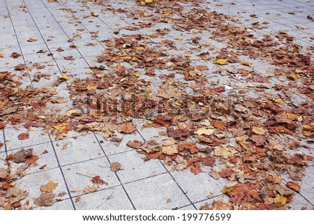 Sidewalk With The Fallen Leaves