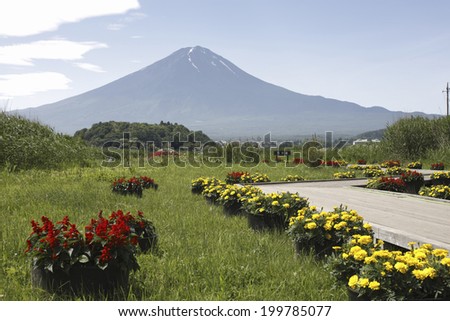 Flower Road And Mt. Fuji