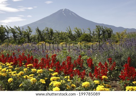 Flower Field And Mt. Fuji