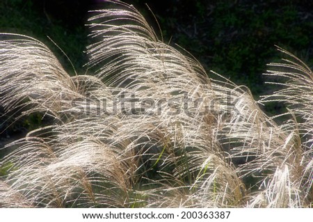 An Image of Japanese Silver Grass