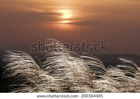 An Image of Japanese Silver Grass