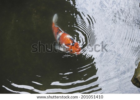 The Carp In A Pond