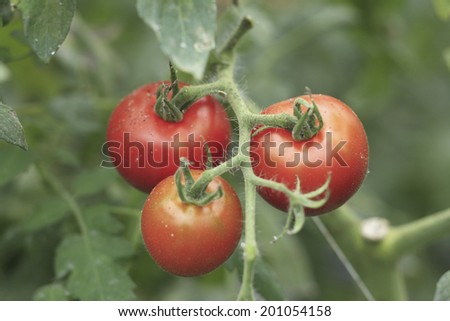 An Image of Tomato Field
