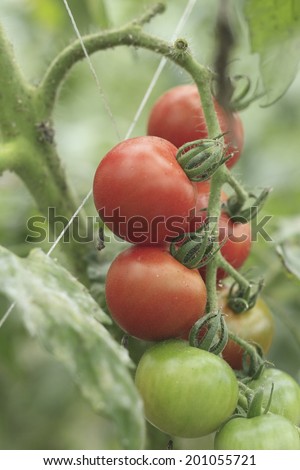 An Image of Tomato Field