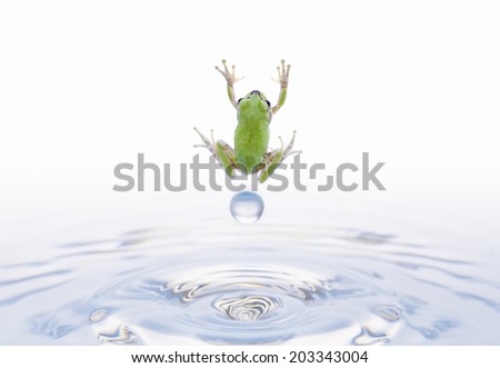 An Image of Blue Frog