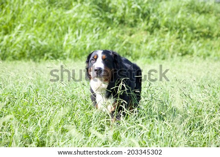 An Image of Bernese Mountain Dog