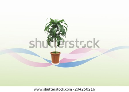 An Image of Foliage Plant