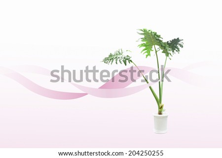 An Image of Foliage Plant