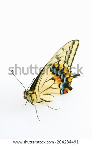 The Insect Belongs To The Species Of Butterfly