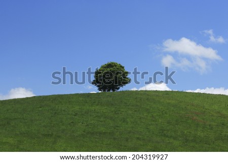 One Tree And Hill