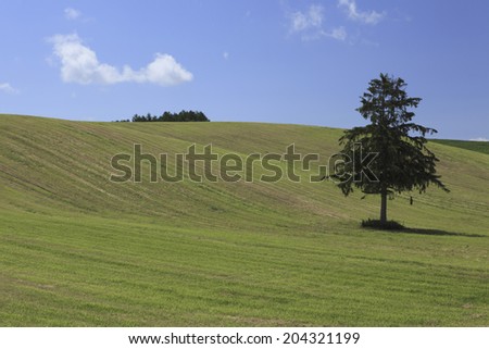 One Tree And Grassland