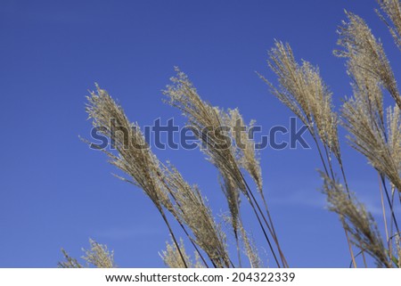 An Image of Silver Grass