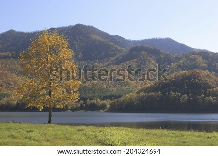 One Tree And Lake
