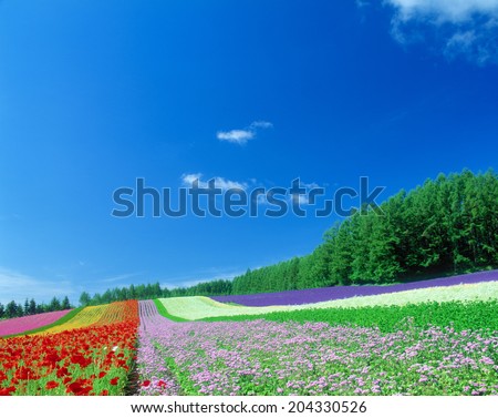 Blue Sky And Flower Garden