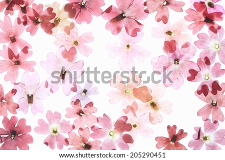 Pressed Flower Of Floret