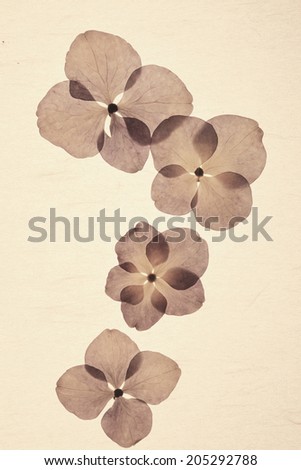 Pressed Flower Of Hydrangea
