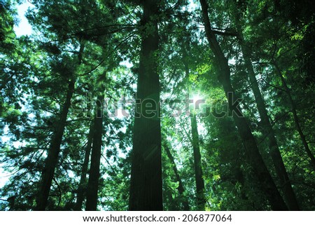 Cedar Trees Of Nachisan