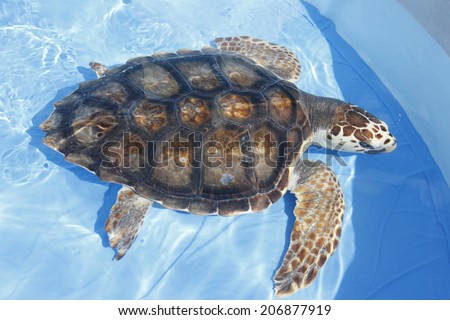 An Image of Loggerhead Turtle