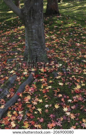 The Fallen Leaves Of Maple