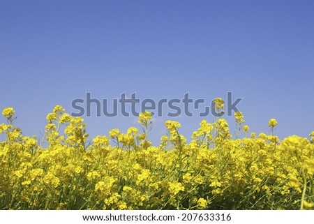 An Image of Flowers And Sky