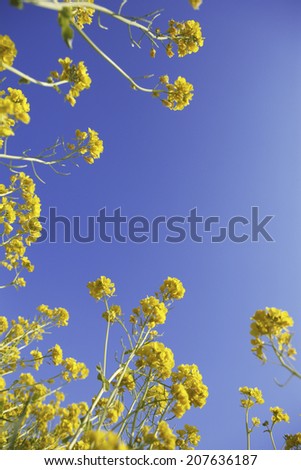 An Image of Flowers And Sky