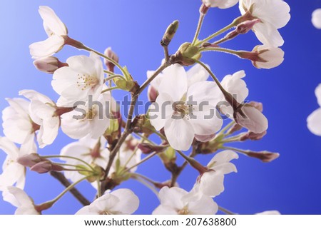 An Image of Cherry ,Blue Back