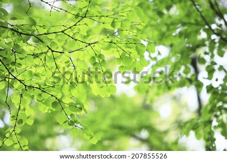 Fresh Green Wig Tree