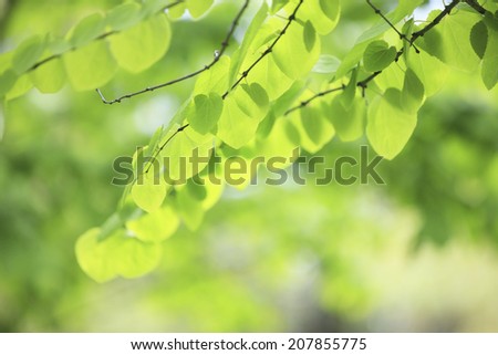 Fresh Green Wig Tree