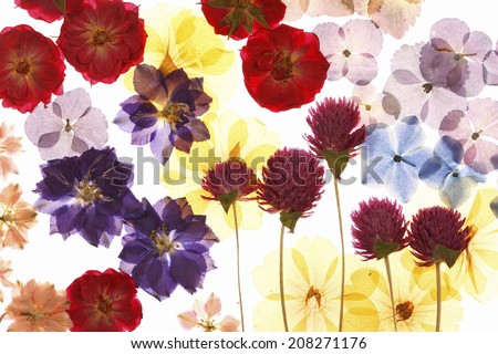 An Image of Pressed Flower